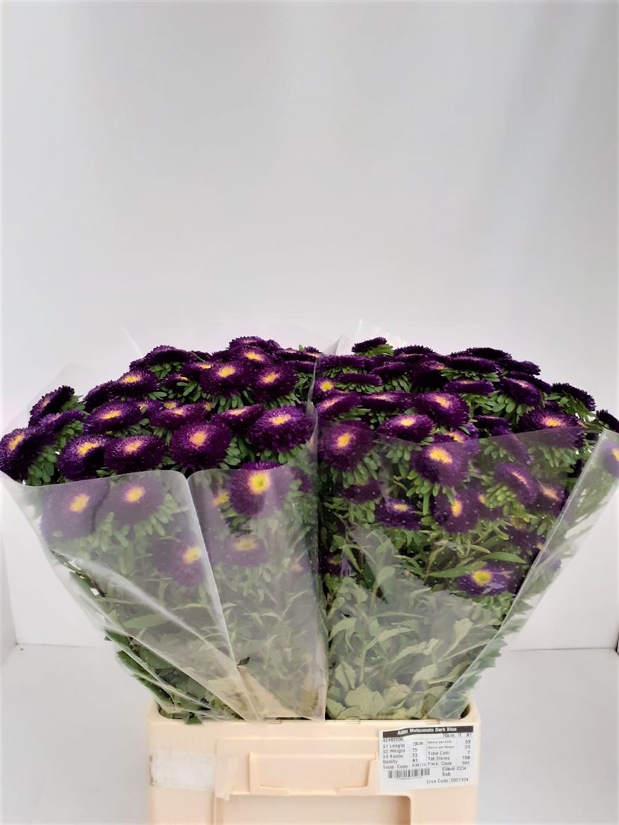 Aster Matsumoto Dark Blue