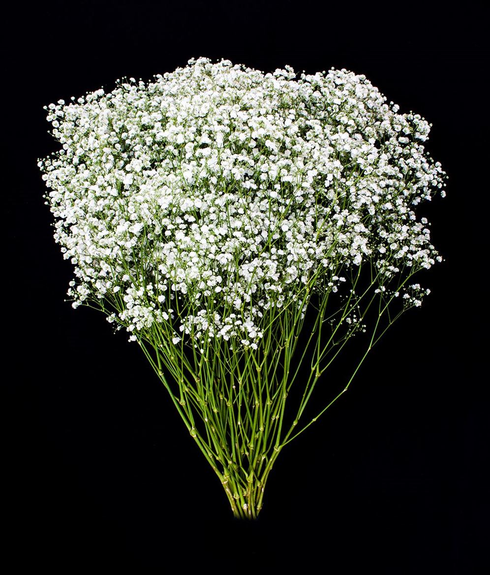 Gypsophila Xlence 750gr Florsani