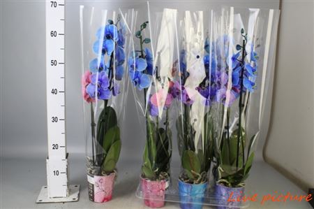 Pianta Phalaenopsis Mix