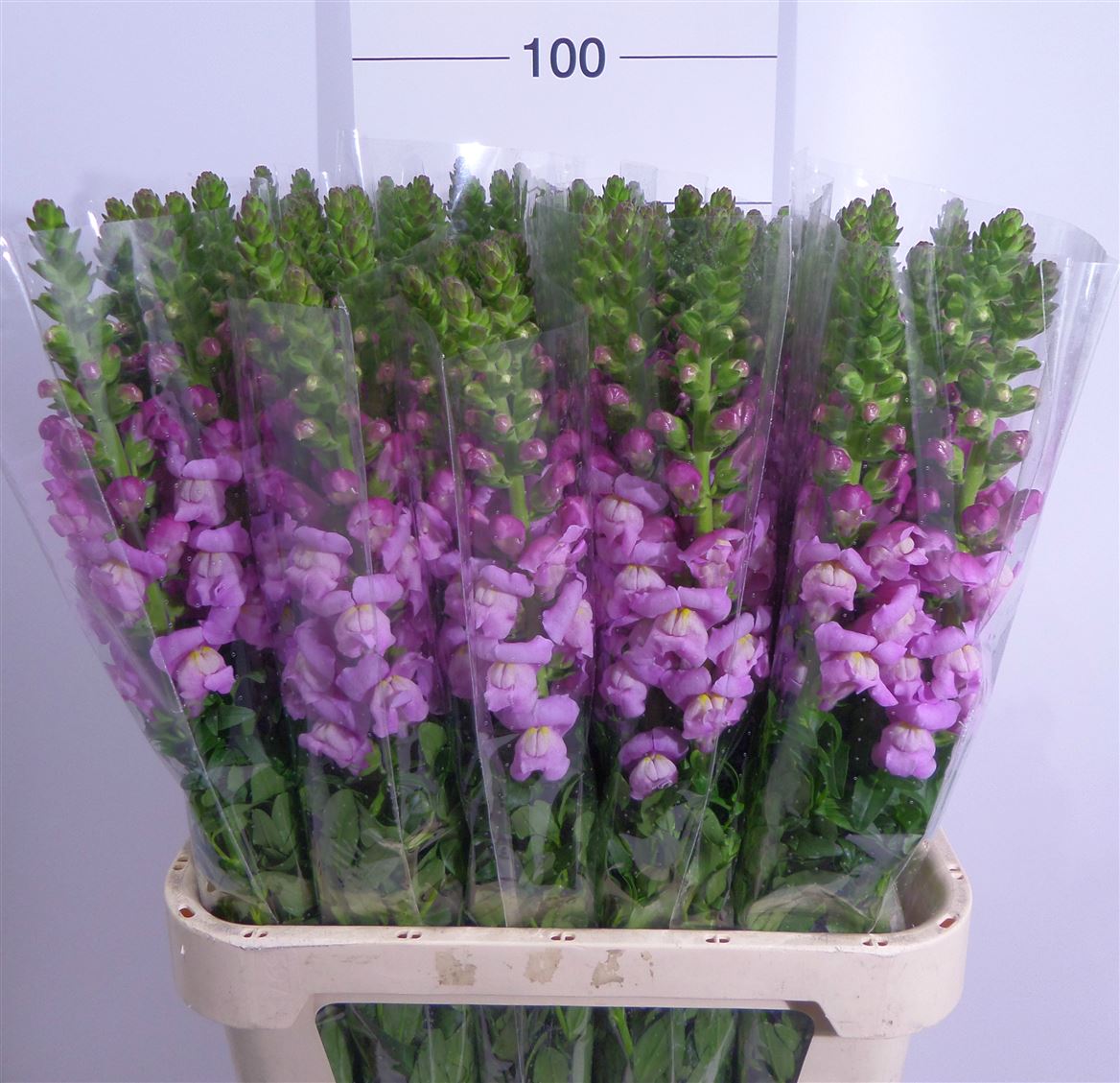 Antir Po Lavender