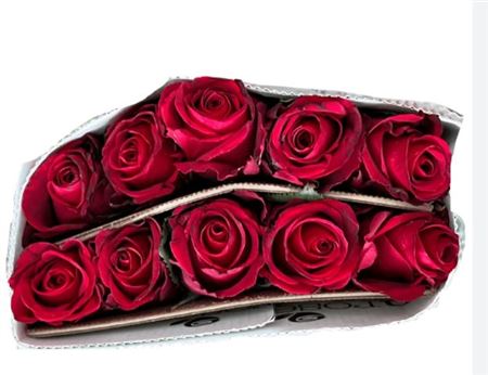 Rosa Ke Ever Red