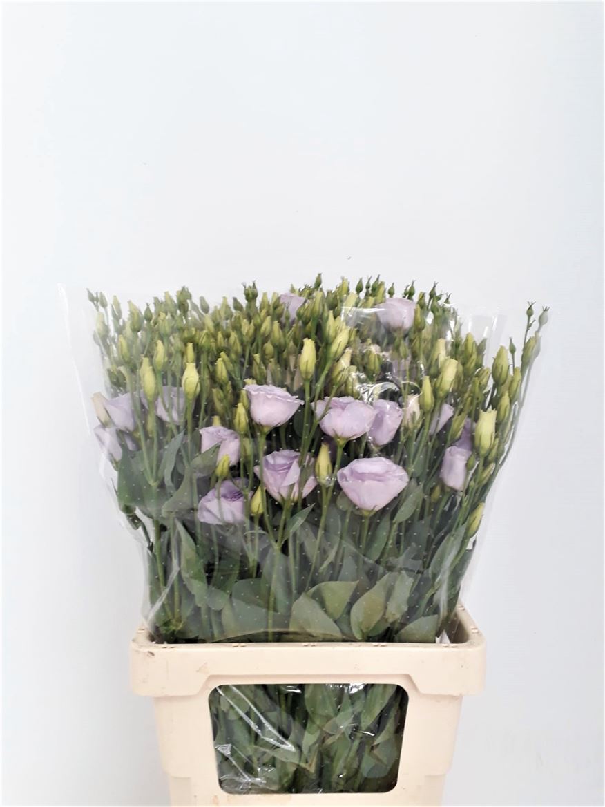 Lisianthus Du Rosita Lavender