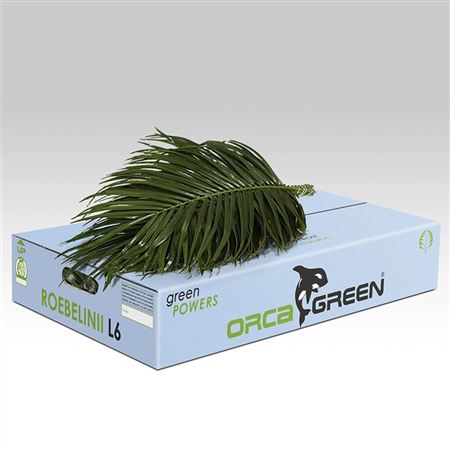 Verde Roebelinii Vacuum