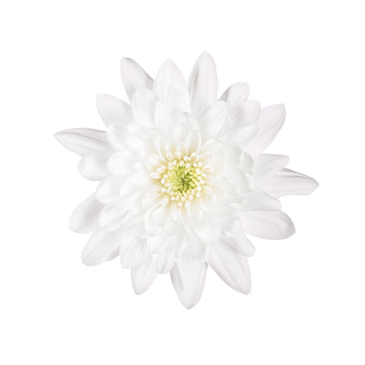 Chrys Tr Pina Colada Yellow