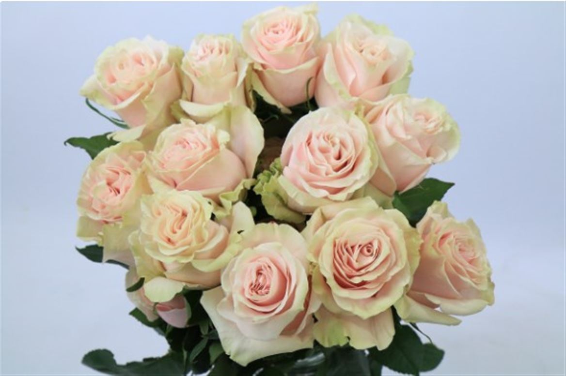 Rosa Ec Pink Mondial Floraroma