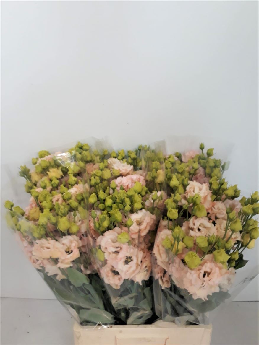 Lisianthus Du Sabrina Orange