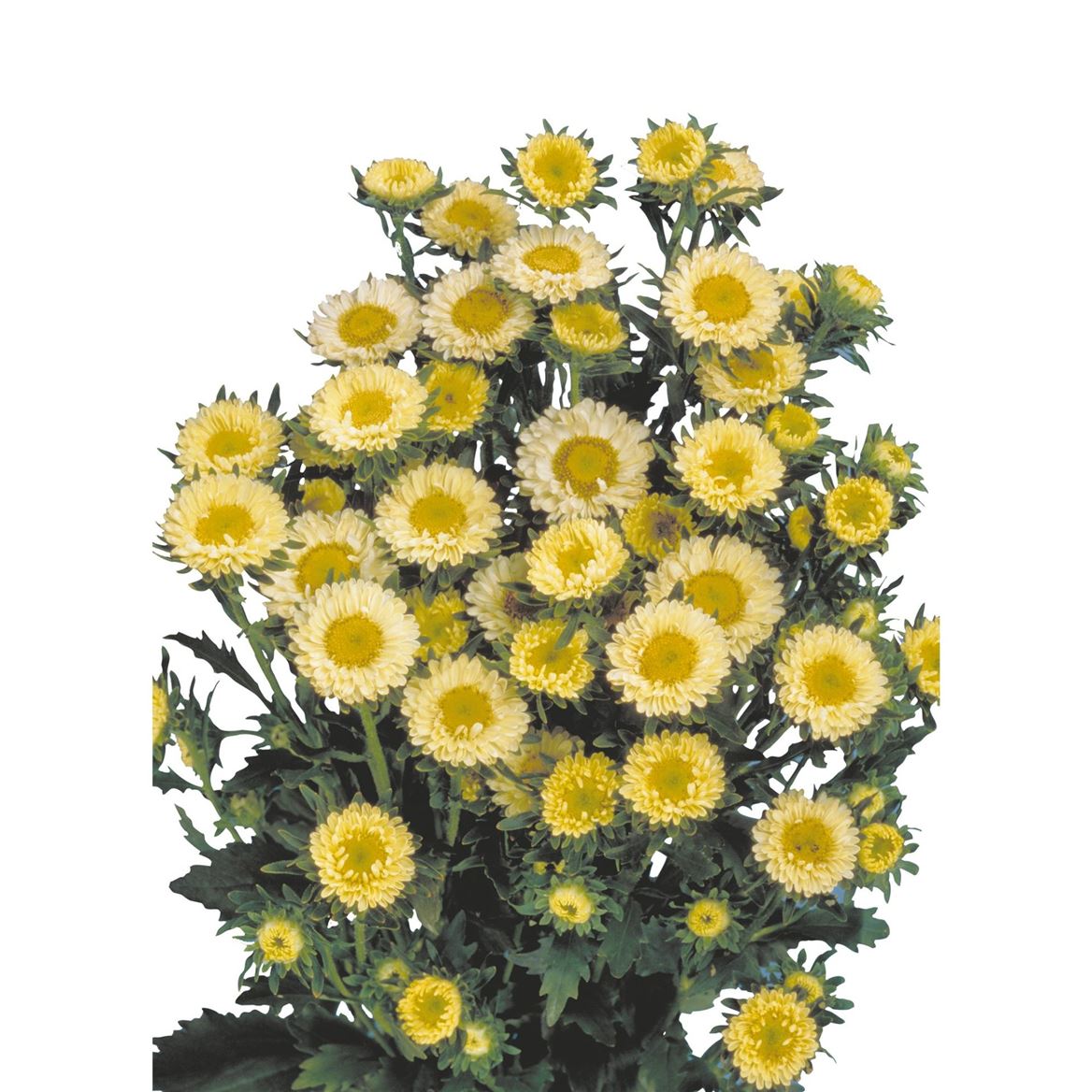Aster Matsumoto Yellow