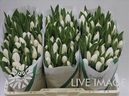 Tulip En Royal Virgin