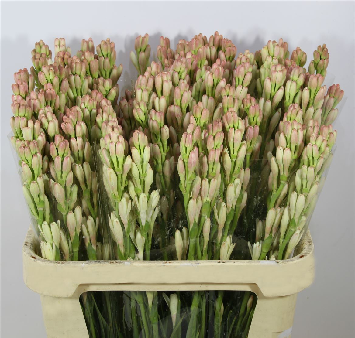 Tuberosa