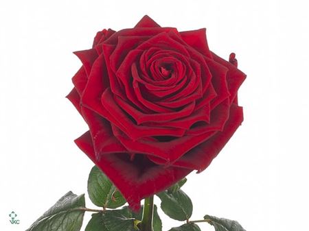 Rosa Large Red Naomi! Exlusive