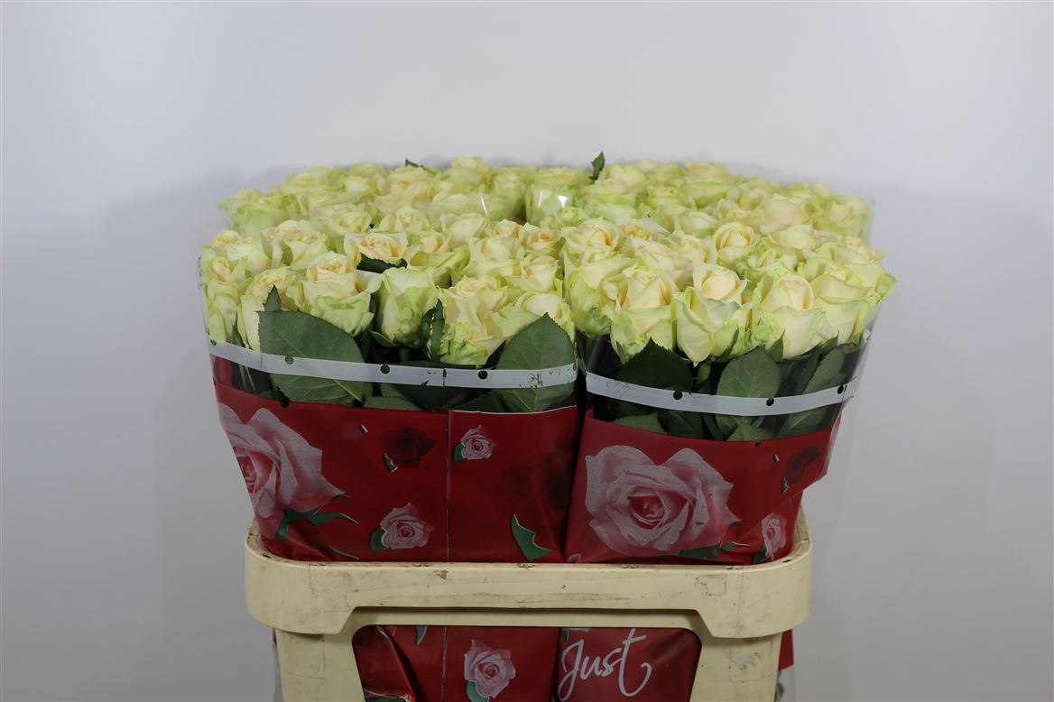 Rosa It Avalache Peach