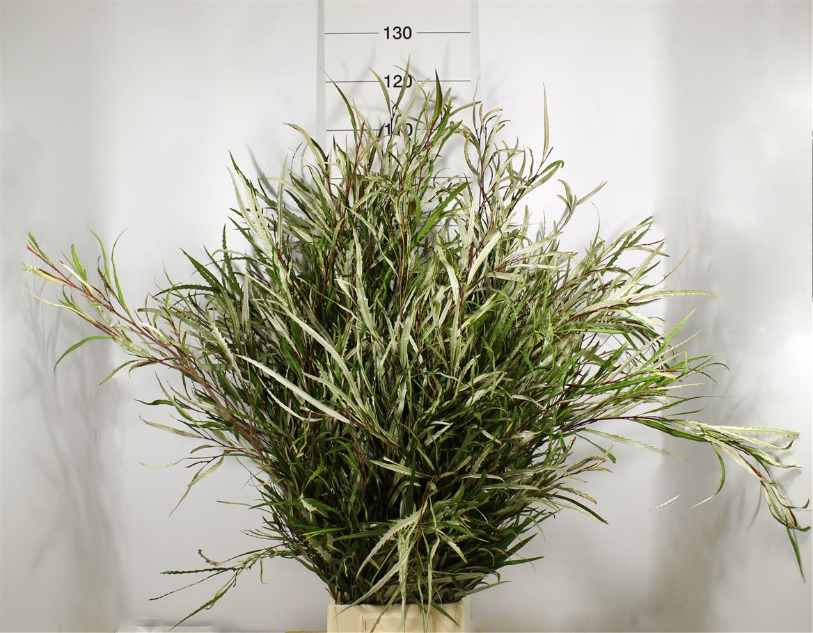 Grevillea Naturale 1,5 Kg (+)
