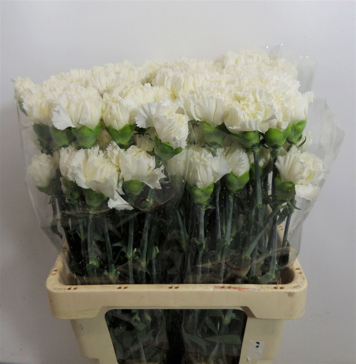 Garofano White Santa Dorotea