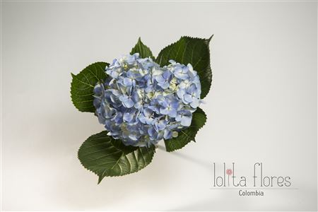 Hydrangea Blue Premium