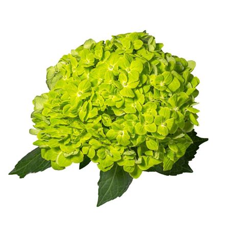 Hydrangea Emerald Premium