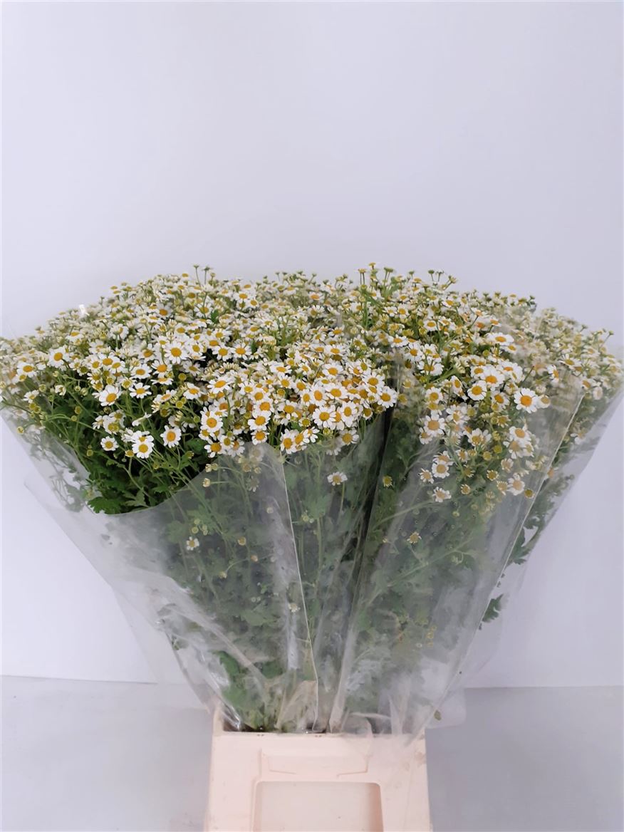 Matricaria Camomilla