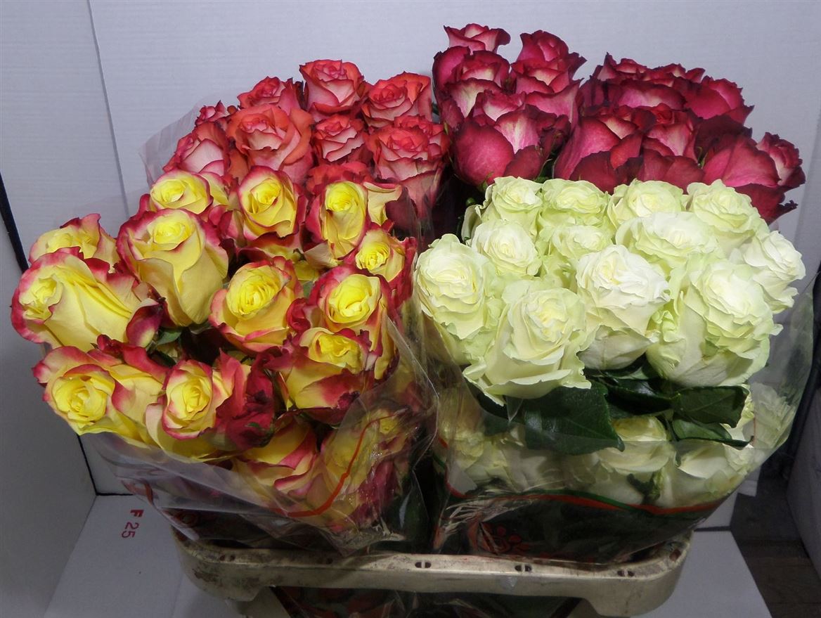 Rosa Ec Mix In Water