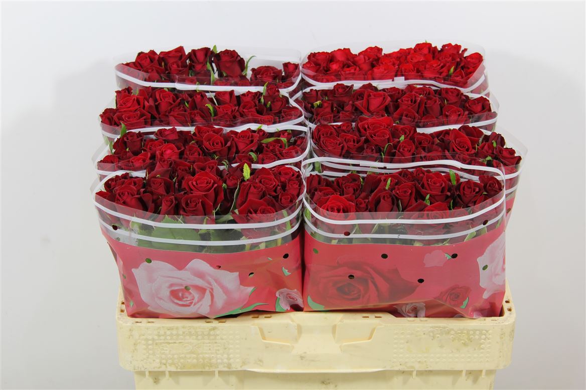 Rosa Italia Red