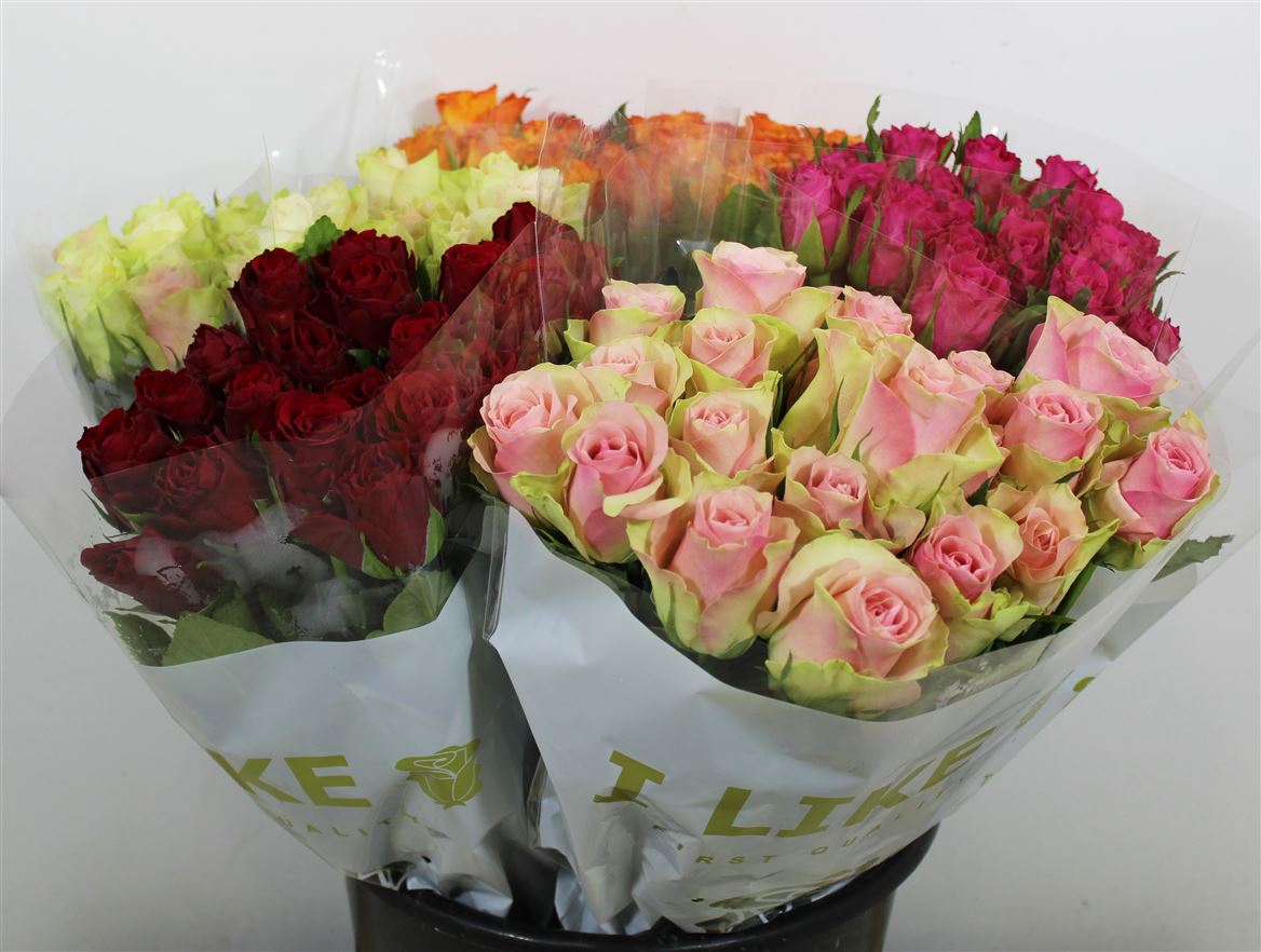 Rosa Mix In Box Solai