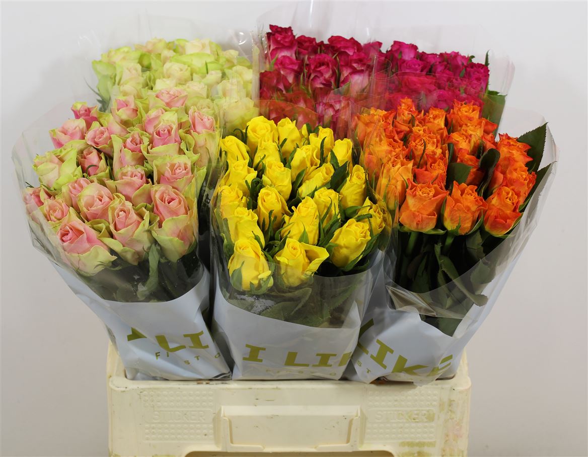 Rosa Mix In Box Solai