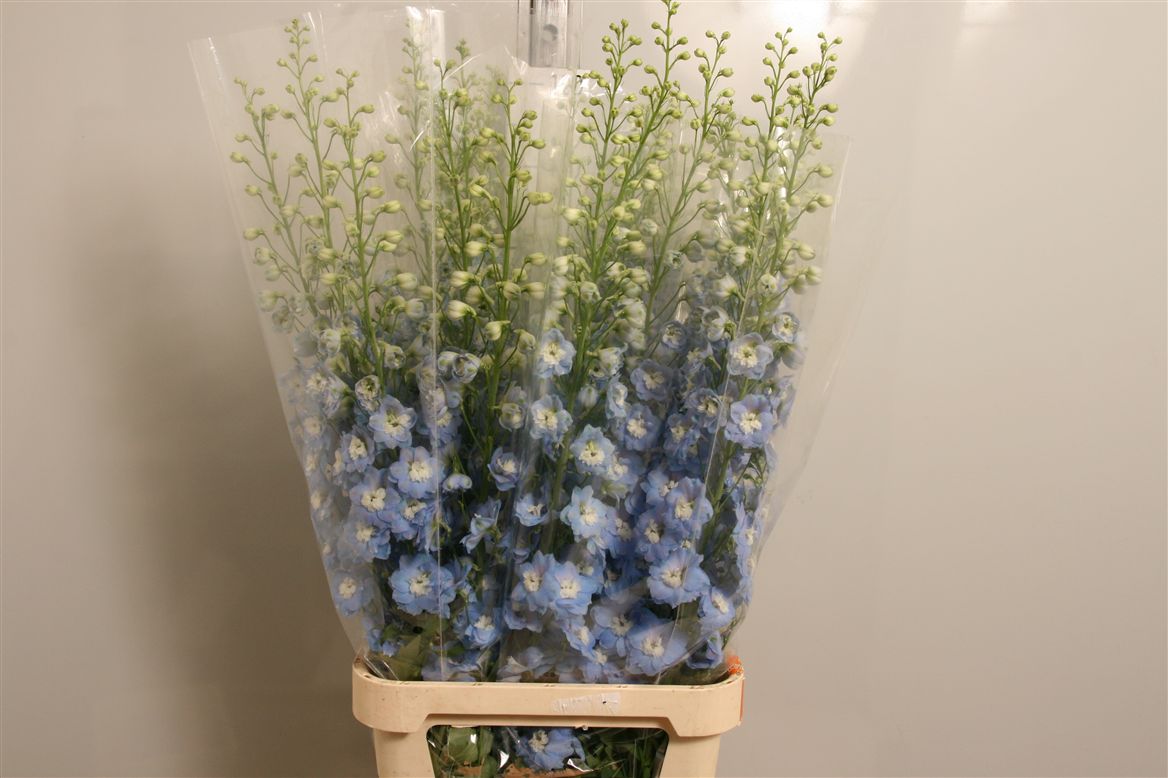 Delphinium Aurora Light Blue Mini