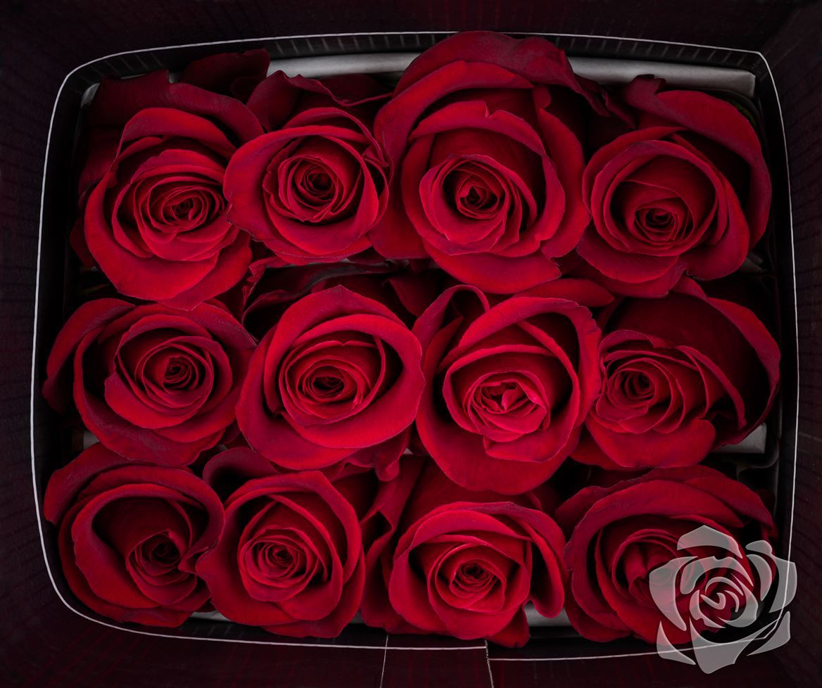 Rosa Ec Freedom Garda
