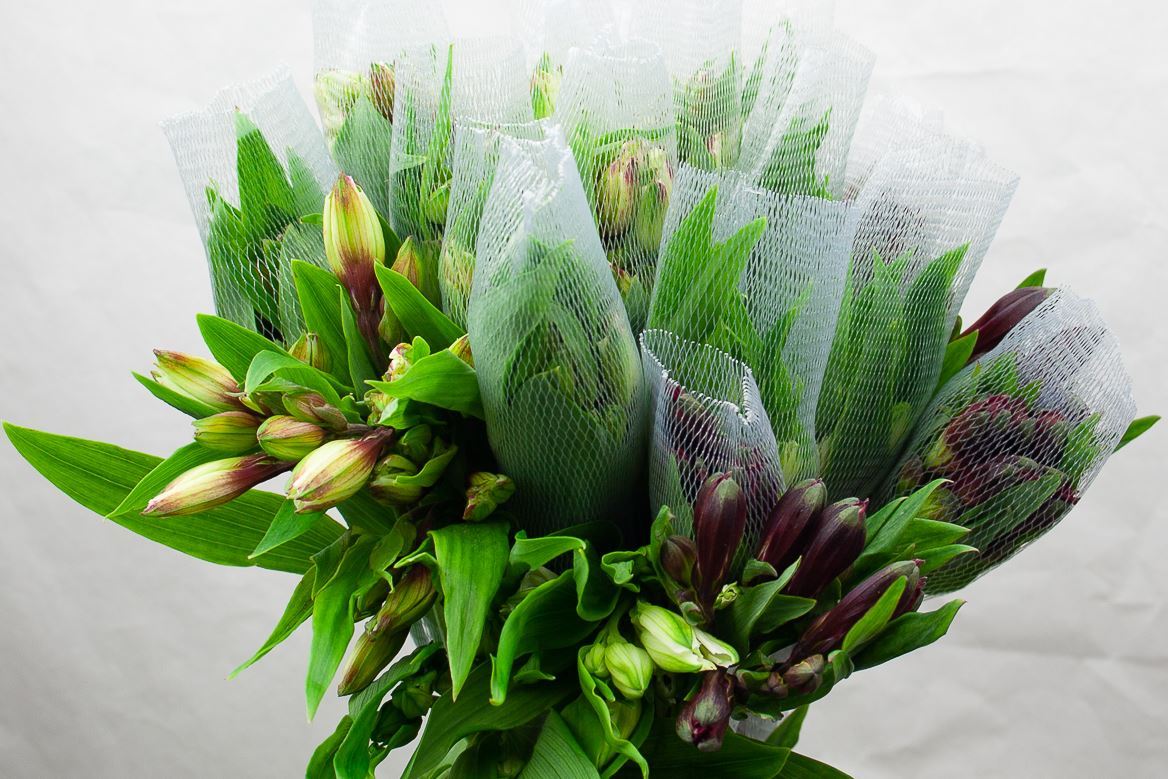 Alstroemeria Tessa