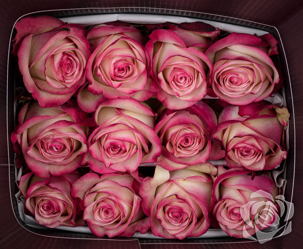 Rosa Ec Paloma Tavola