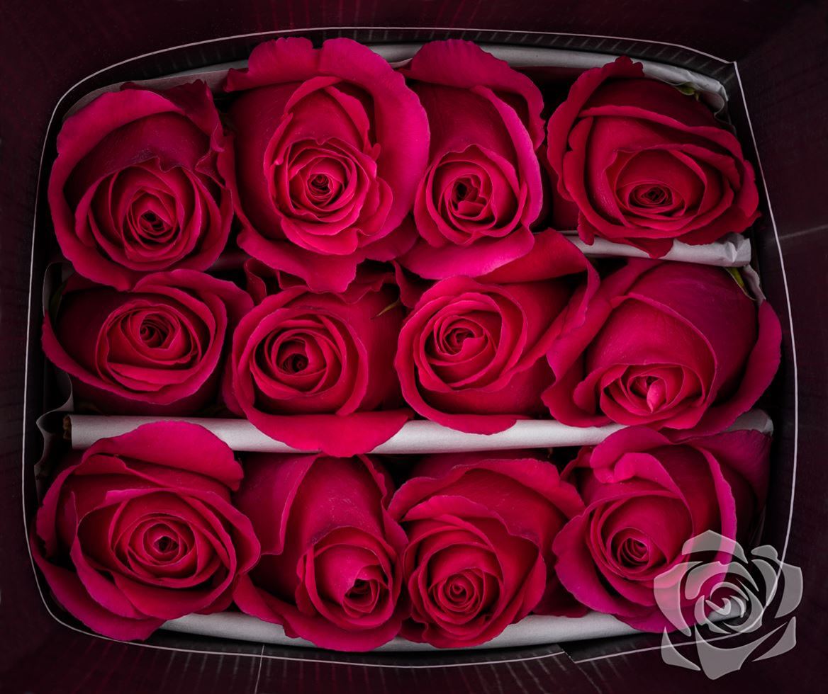 Rosa Ec Pink Floyd Tavola