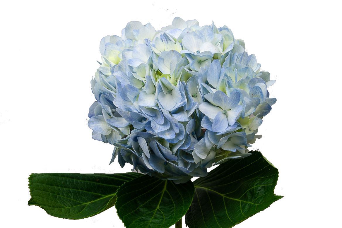 Hydrangea Blue Super Premium