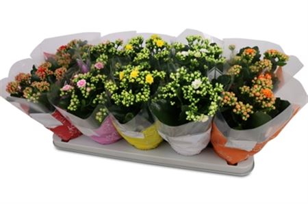Pianta Kalanchoe Gevuld Perfecta Gem