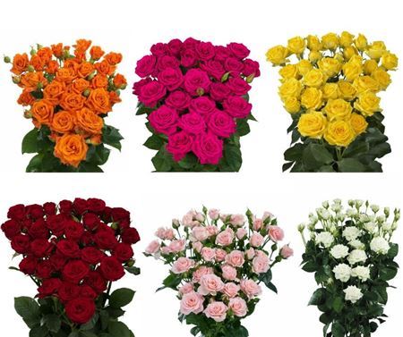 Rosa Spray Mix Box Megaspin