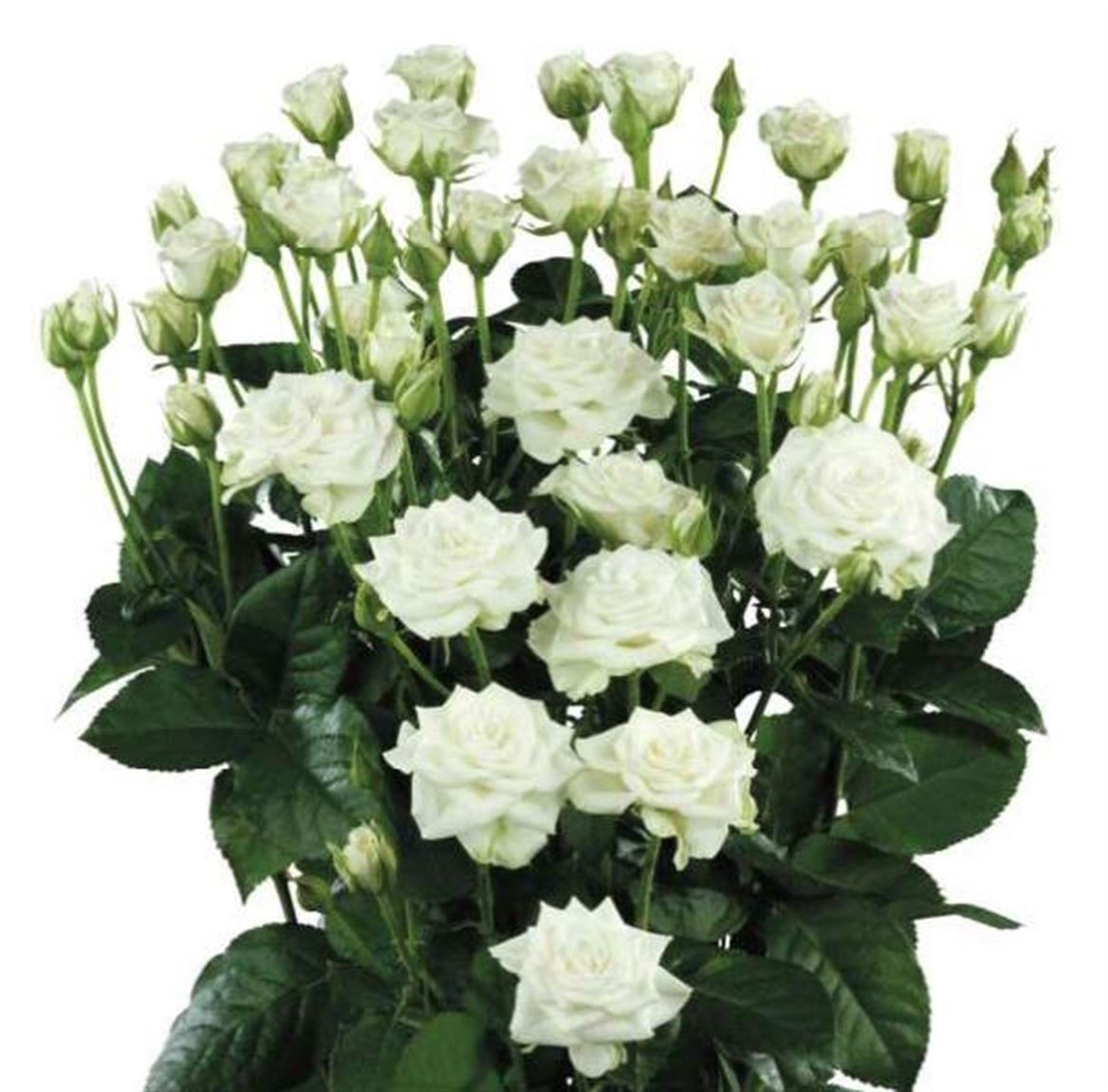 Rosa Spray Snowflake Megaspin