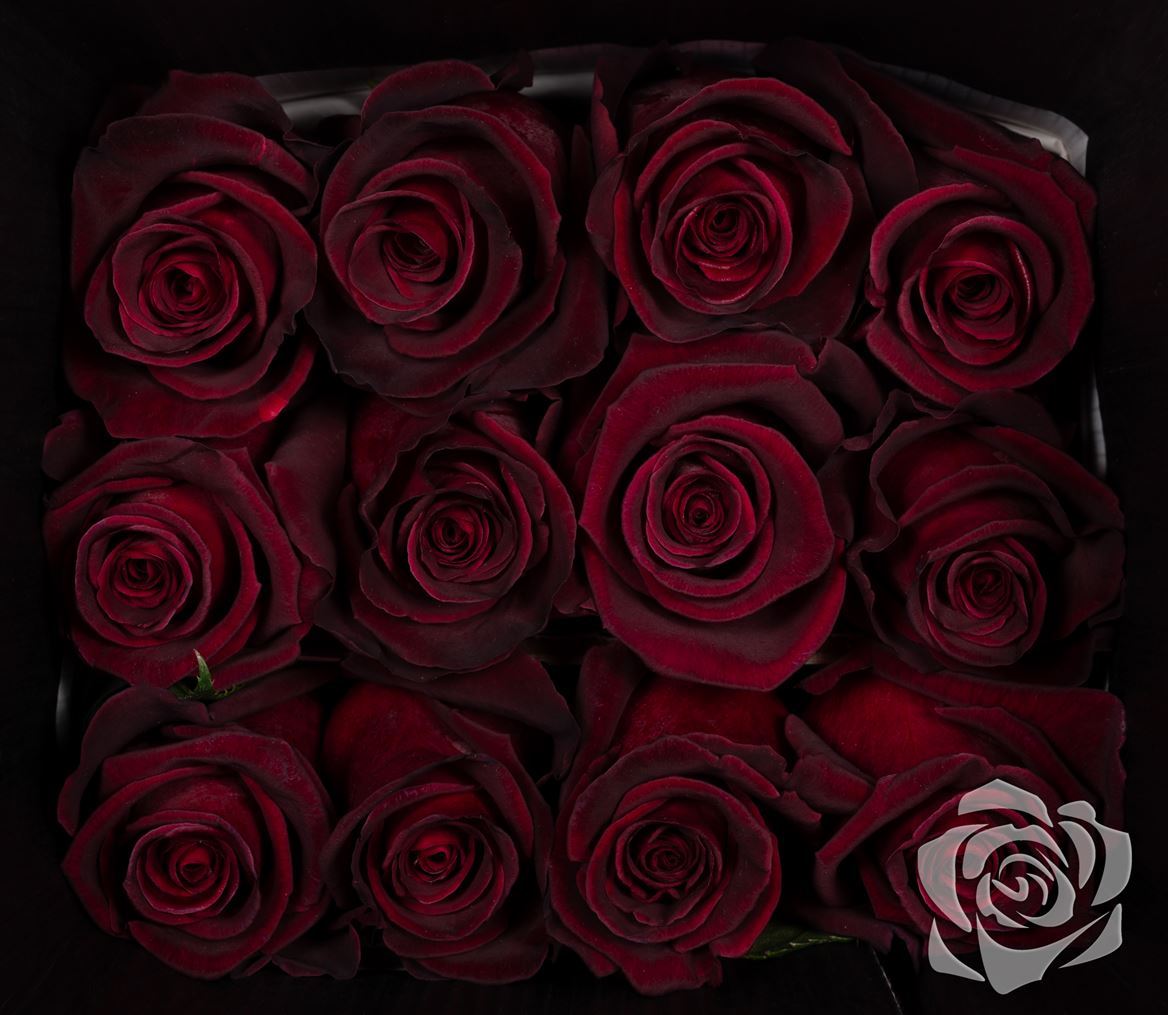 Rosa Ec Black Baccara Bosque