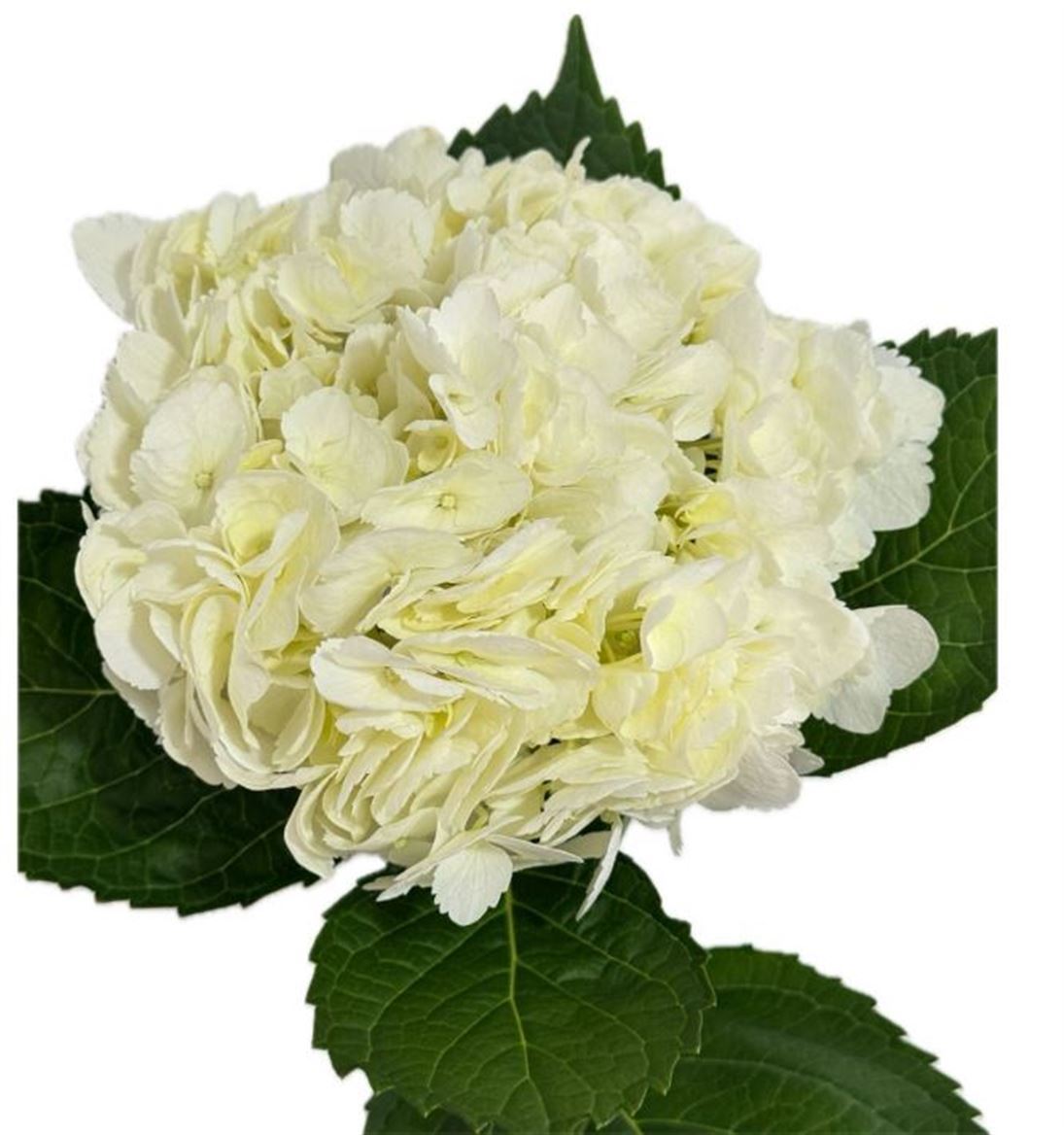 Hydrangea White Super Premium