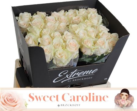 Rosa Large Sweet Caroline