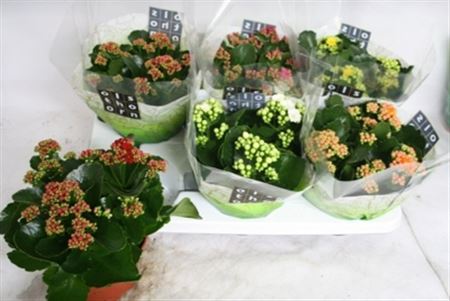 Pianta Kalanchoe Gevuld Mix 4 Kl.