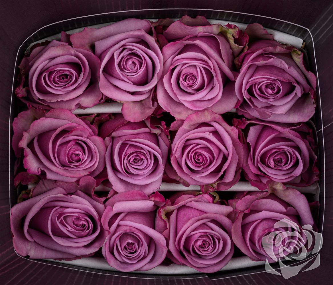 Rosa Ec Cool Water! Ceres