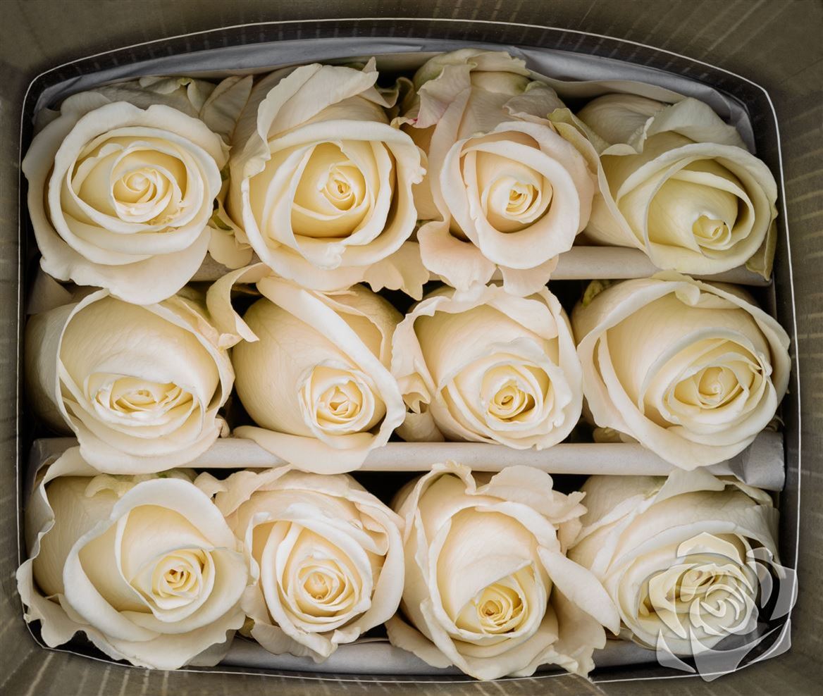 Rosa Ec Tibet Garda