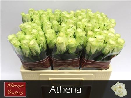 Rosa Large Athena