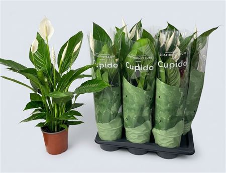 Pianta Spathiphyllum Bingo Cupido