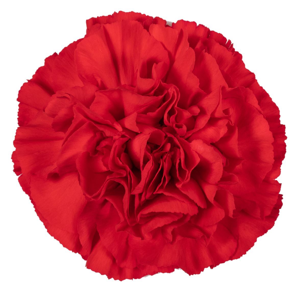 Garofano Ec Red