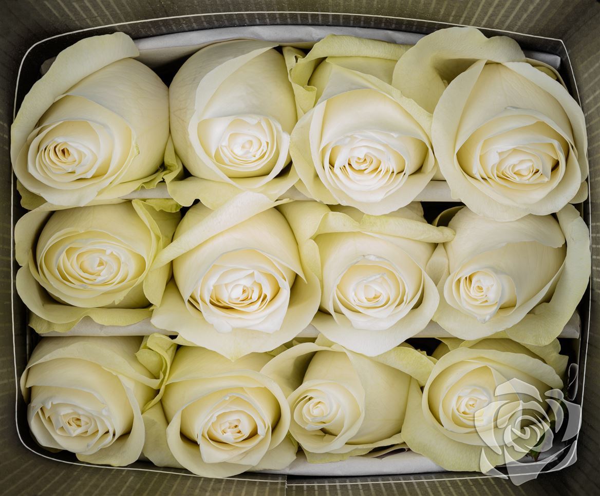 Rosa Ec Proud Jardines