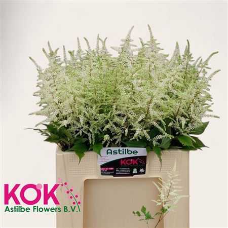 Astilbe Washington