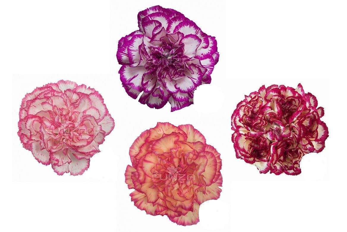 Garofano Ec Striped Assorted