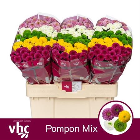 Chrys Sa Mix Pompon