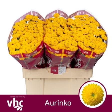 Chrys Sa Aurinko