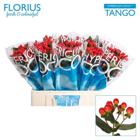 Hypericum Coco Tango