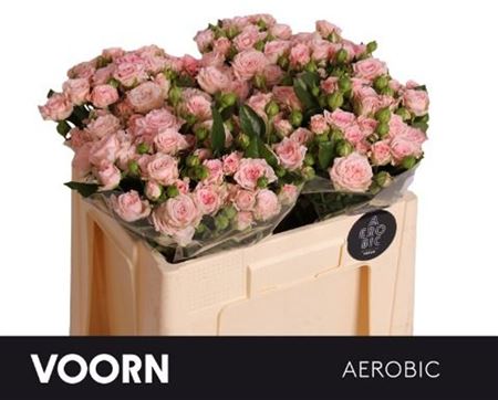 Rosa Spray Aerobic