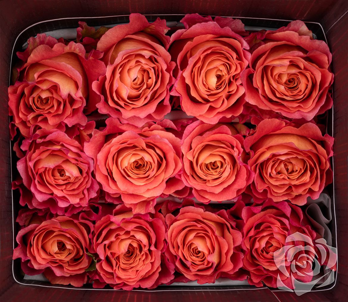 Rosa Ec Free Spirit Garda